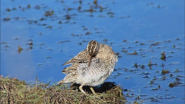 Magellanic Snipe - ML377793041