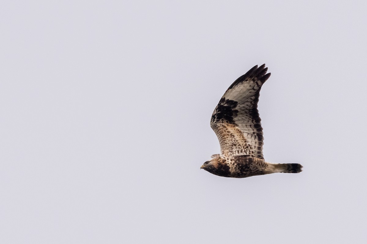 Rough-legged Hawk - Hans Norelius