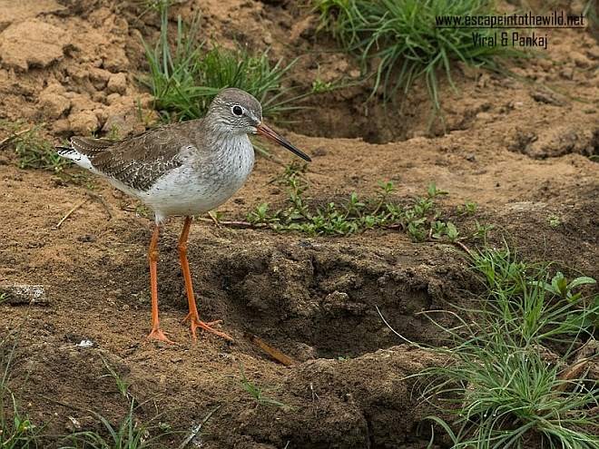 Улаан хөлт хөгчүү - ML377793821