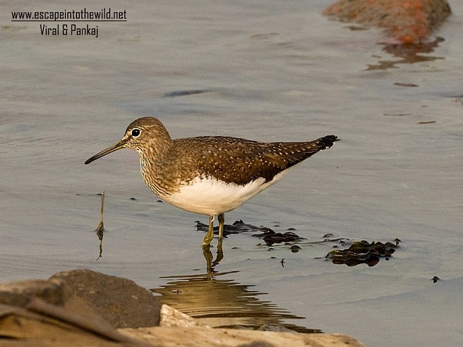 Цагаан сүүлт хөгчүү - ML377793871