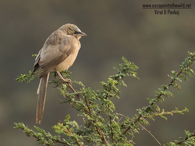 Large Gray Babbler - ML377793891
