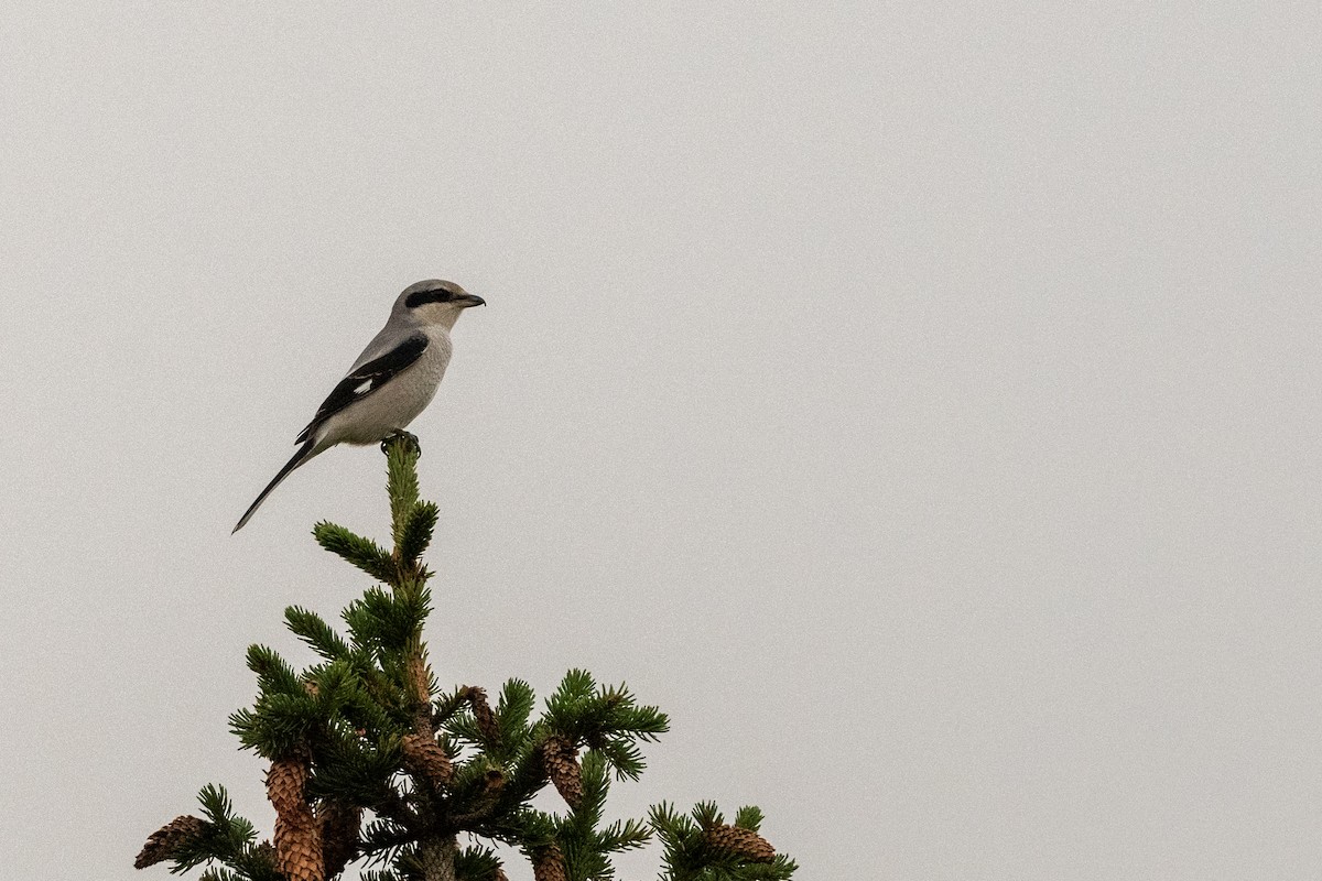 Great Gray Shrike - ML377794161