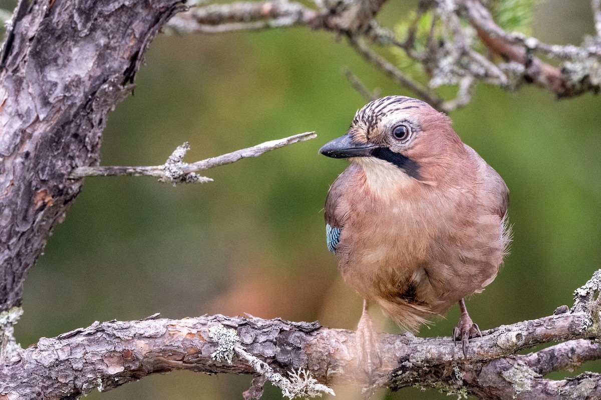 Eurasian Jay - ML377794181