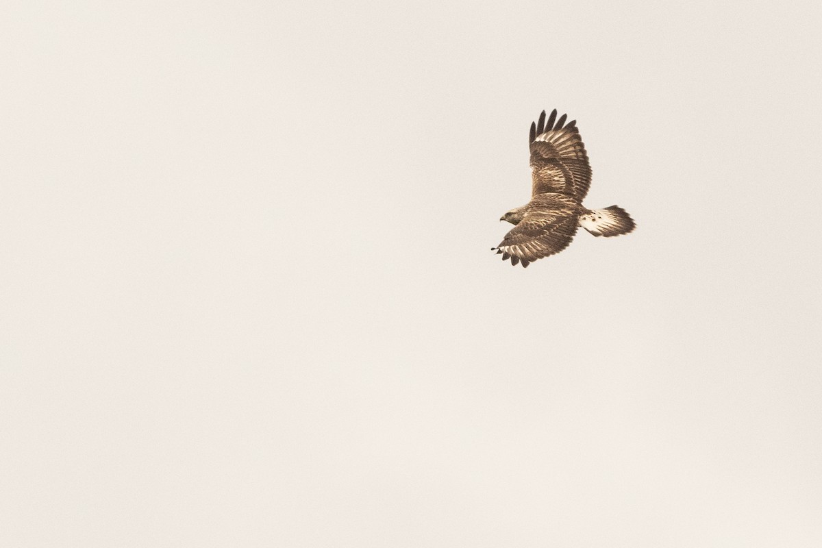 Rough-legged Hawk - ML377794241