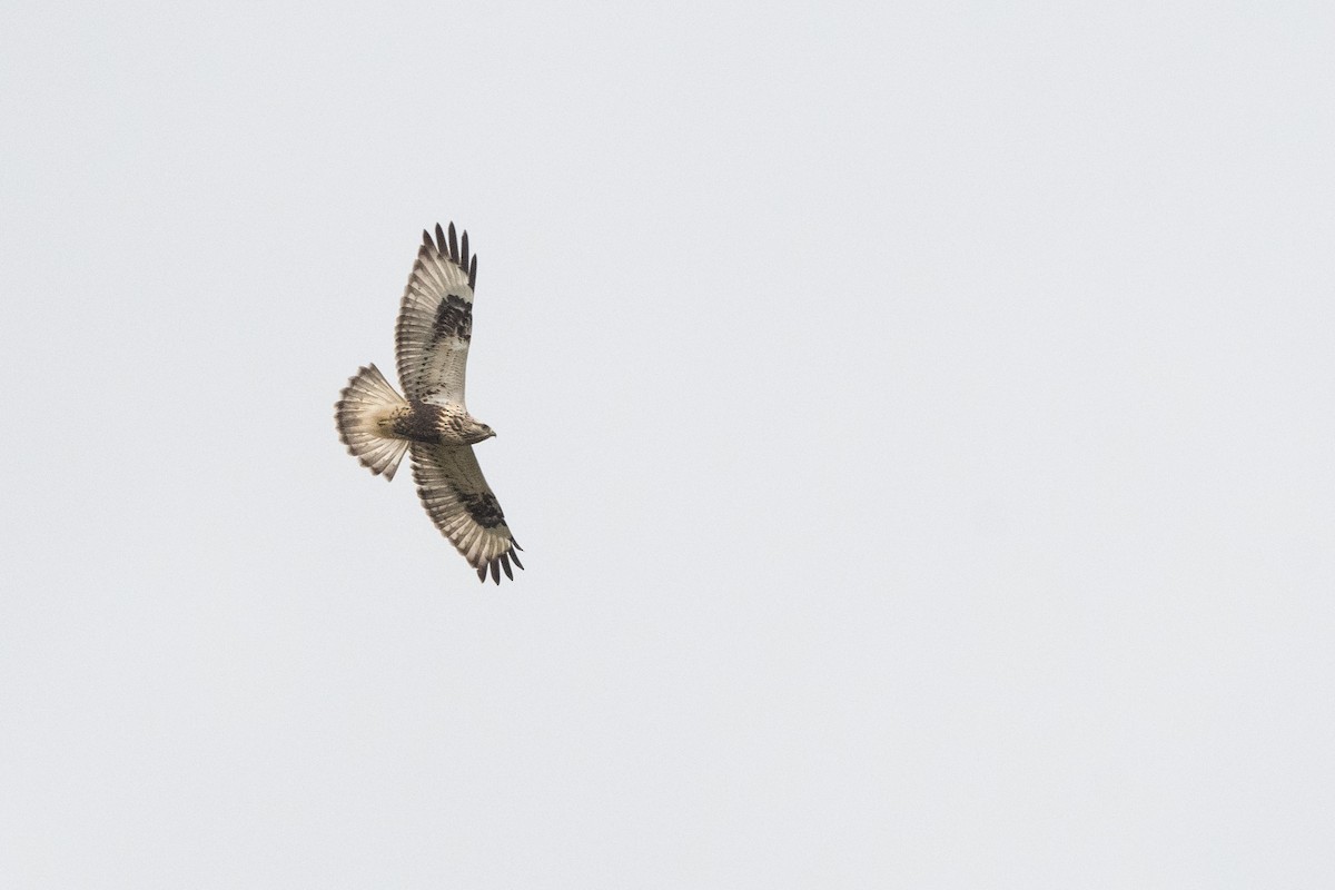 Rough-legged Hawk - ML377794261