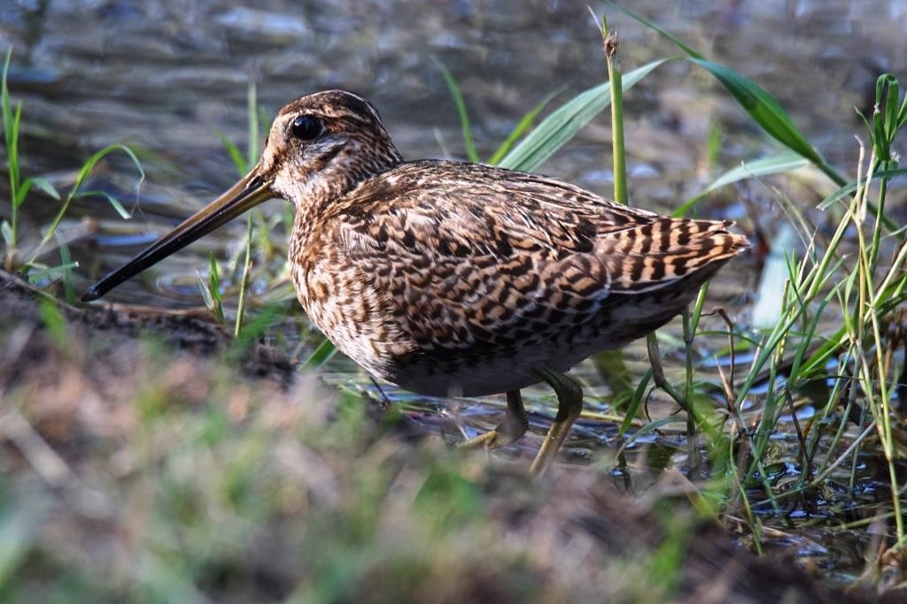 Pin-tailed Snipe - ML377795531