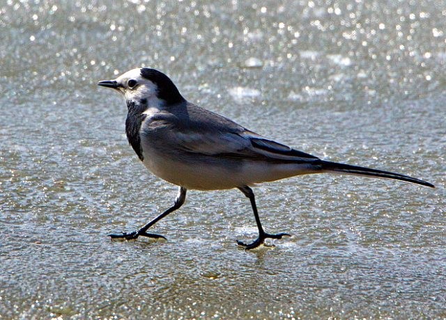 White Wagtail (Transbaikalian) - ML377795581