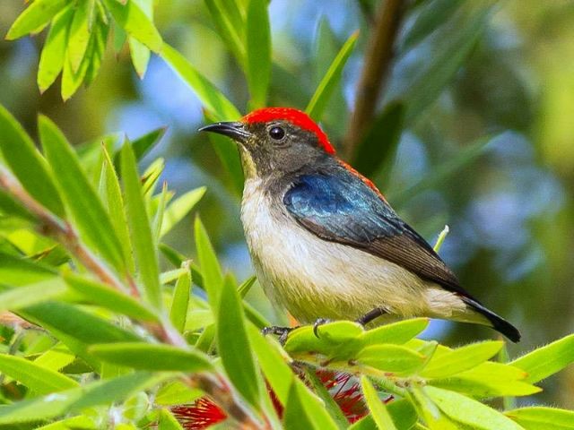 Scarlet-backed Flowerpecker - ML377797491