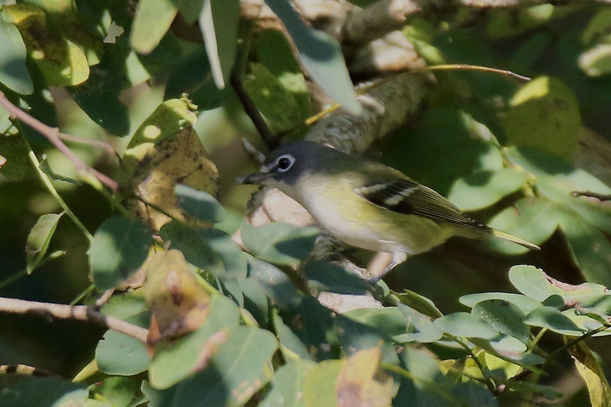 Blue-headed Vireo - ML377797571