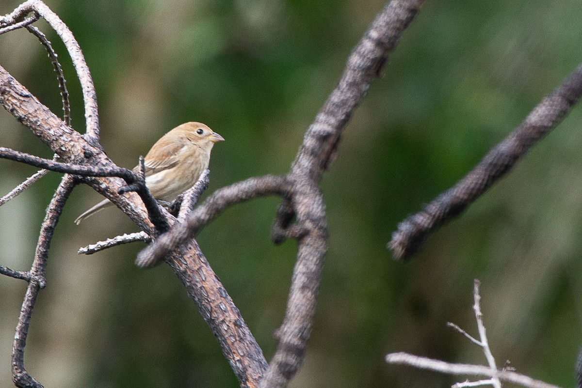 Indigo Bunting - David Whipple