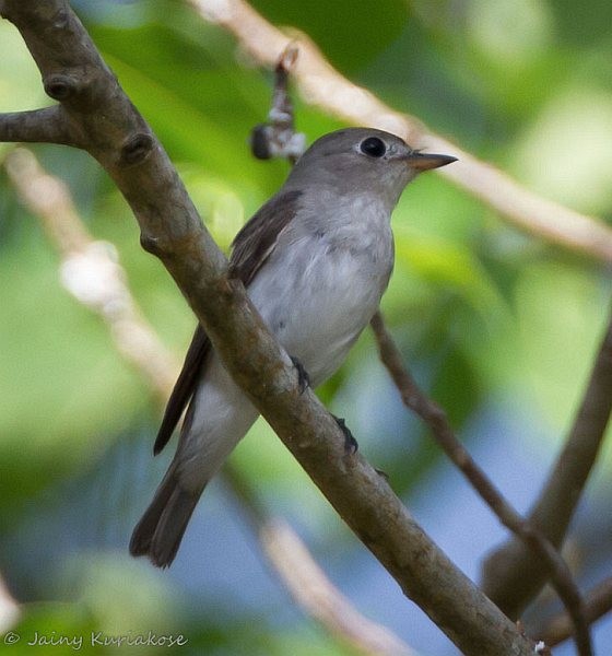 Asian Brown Flycatcher - Jainy Kuriakose