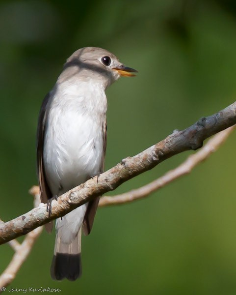 Asian Brown Flycatcher - ML377798021