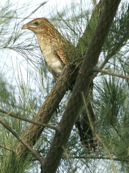 Lesser Coucal - ML377798131