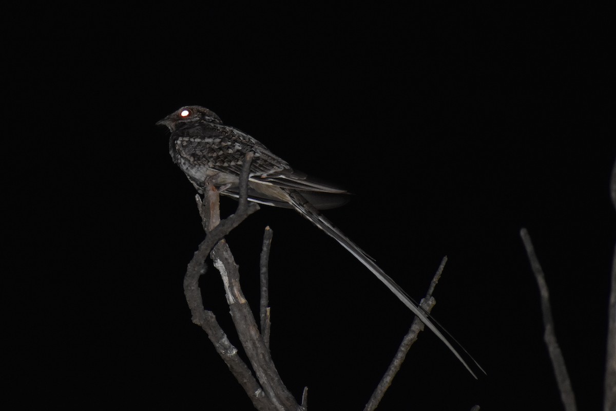 Scissor-tailed Nightjar - ML377798181
