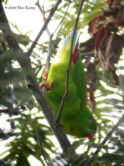 Yellow-throated Hanging-Parrot - Nev Kemp