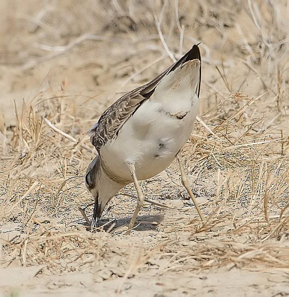 Caspian Plover - ML377799491