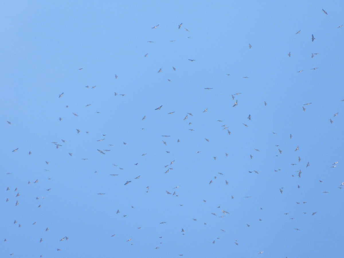 Broad-winged Hawk - ML377799661