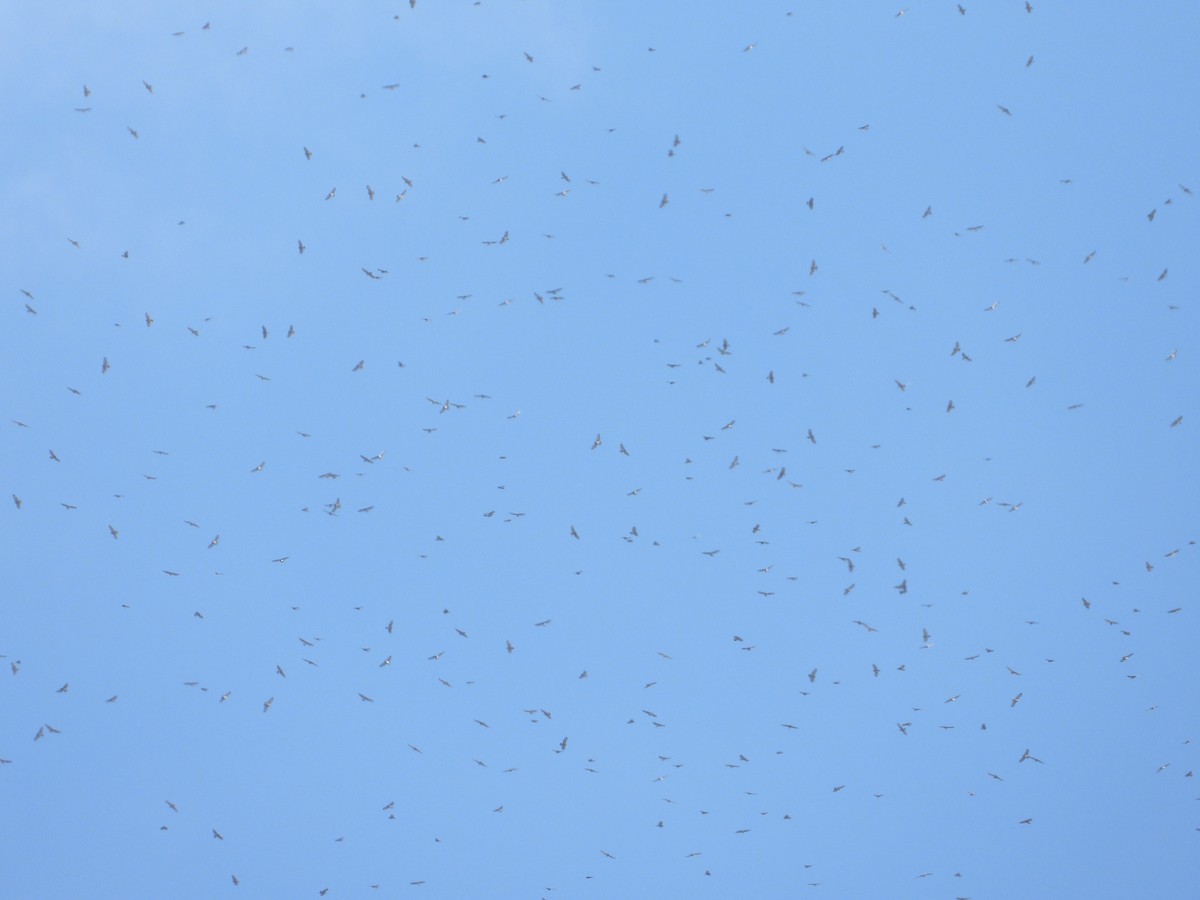 Broad-winged Hawk - ML377799681