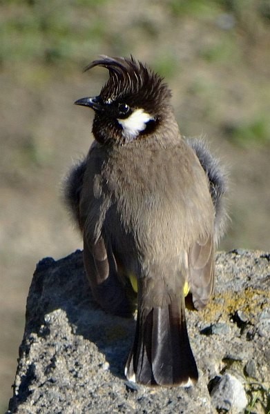 Himalayan Bulbul - ML377799771