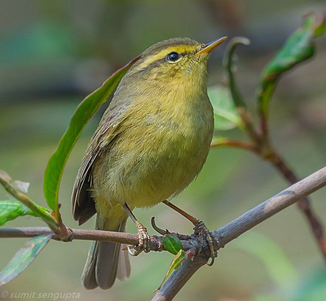 Tickell's Leaf Warbler (Tickell's) - ML377799851