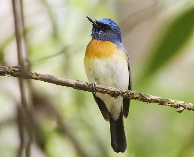 Blue-throated Flycatcher - ML377800191