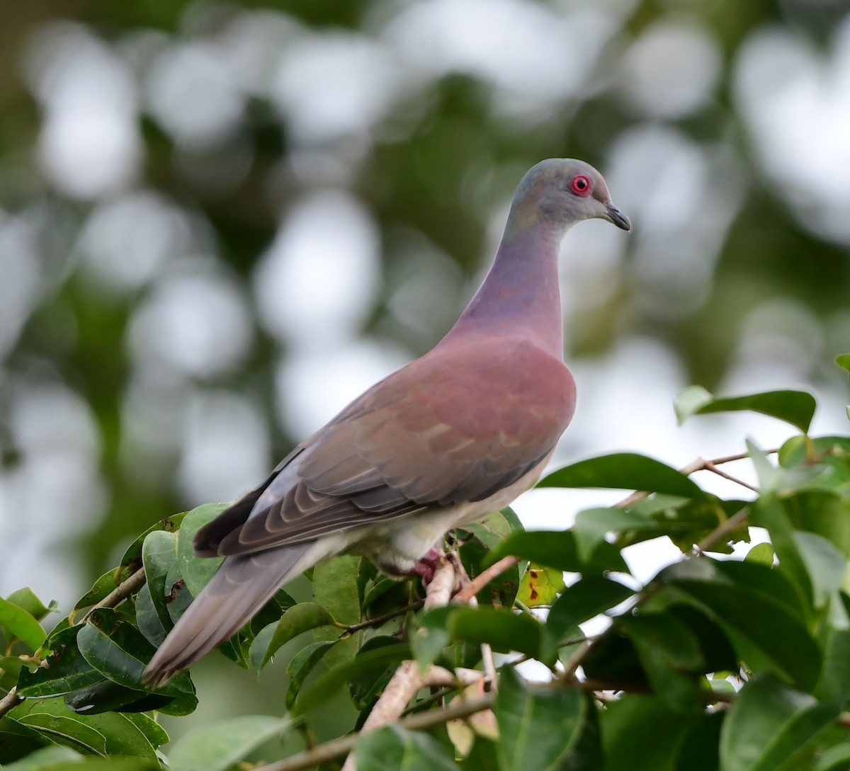 Pale-vented Pigeon - ML377800451