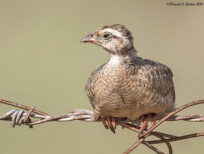 Gray Francolin - ML377801051