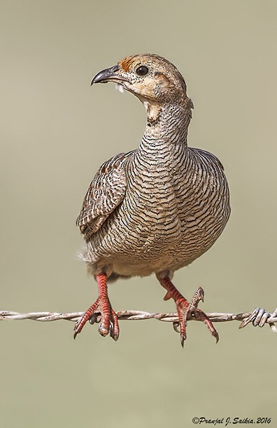 Gray Francolin - Pranjal J. Saikia