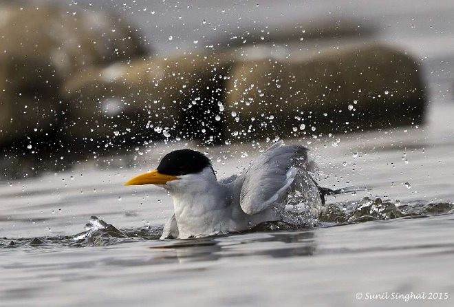 River Tern - ML377801511