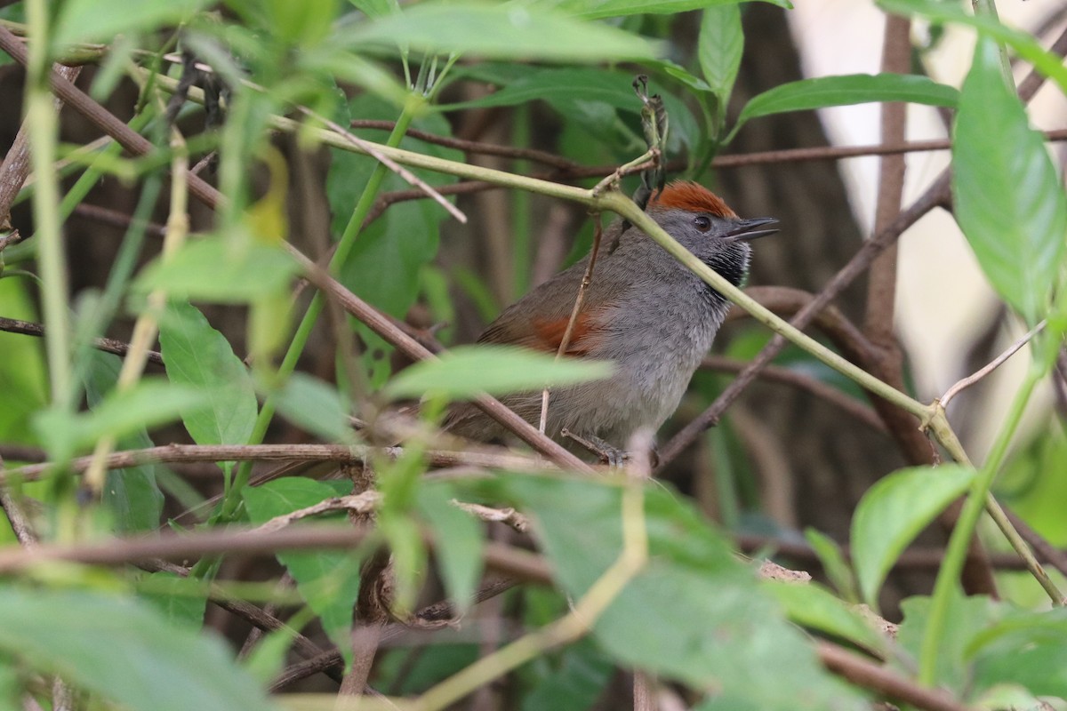 Spix's Spinetail - Darío Jung