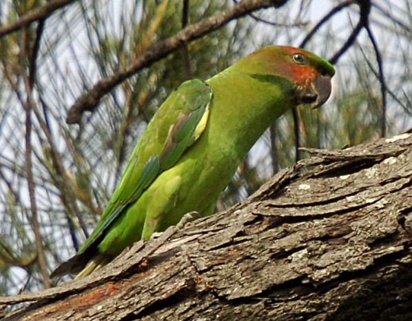 Uzun Kuyruklu Yeşil Papağan (longicauda/defontainei) - ML377803381