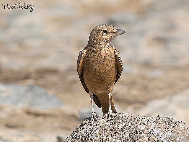 Rufous-tailed Lark - ML377803511