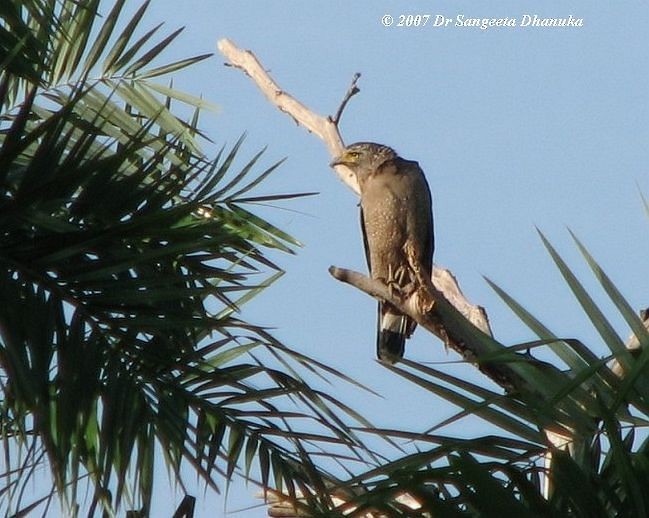 Crested Serpent-Eagle (Andaman) - ML377805581