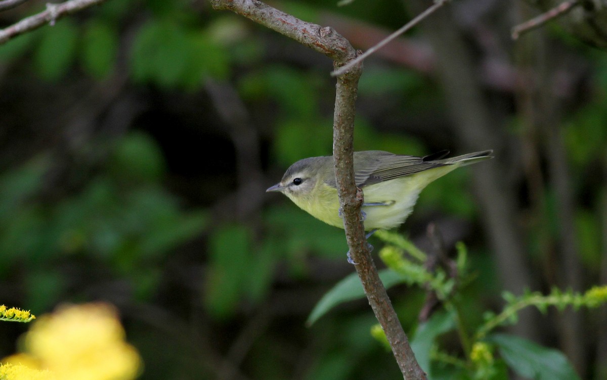 Philadelphia Vireo - ML37780611