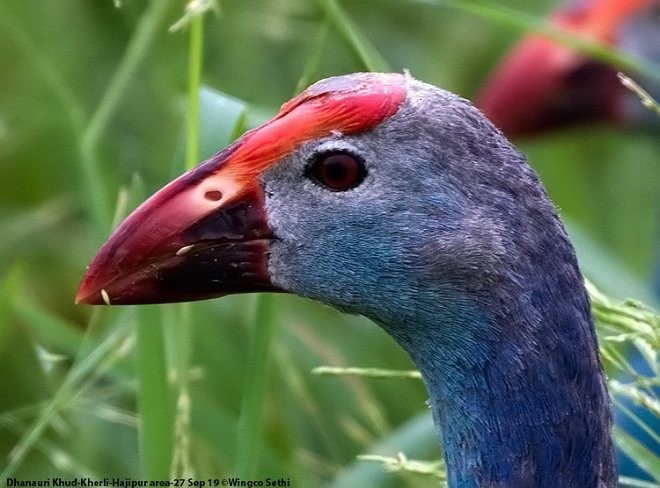 Gray-headed Swamphen - ML377806121