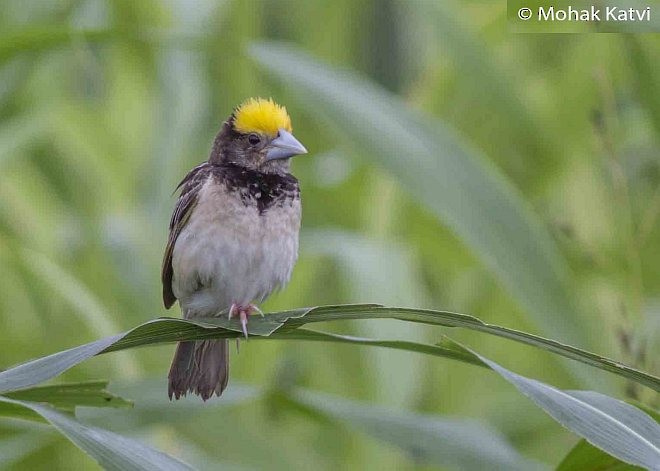 Black-breasted Weaver - ML377806301