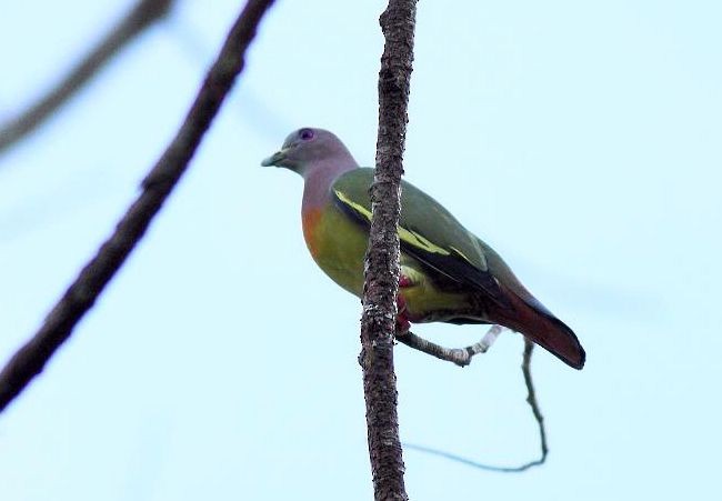 Pink-necked Green-Pigeon - ML377807351