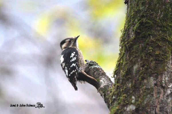 Gray-capped Pygmy Woodpecker - ML377807991