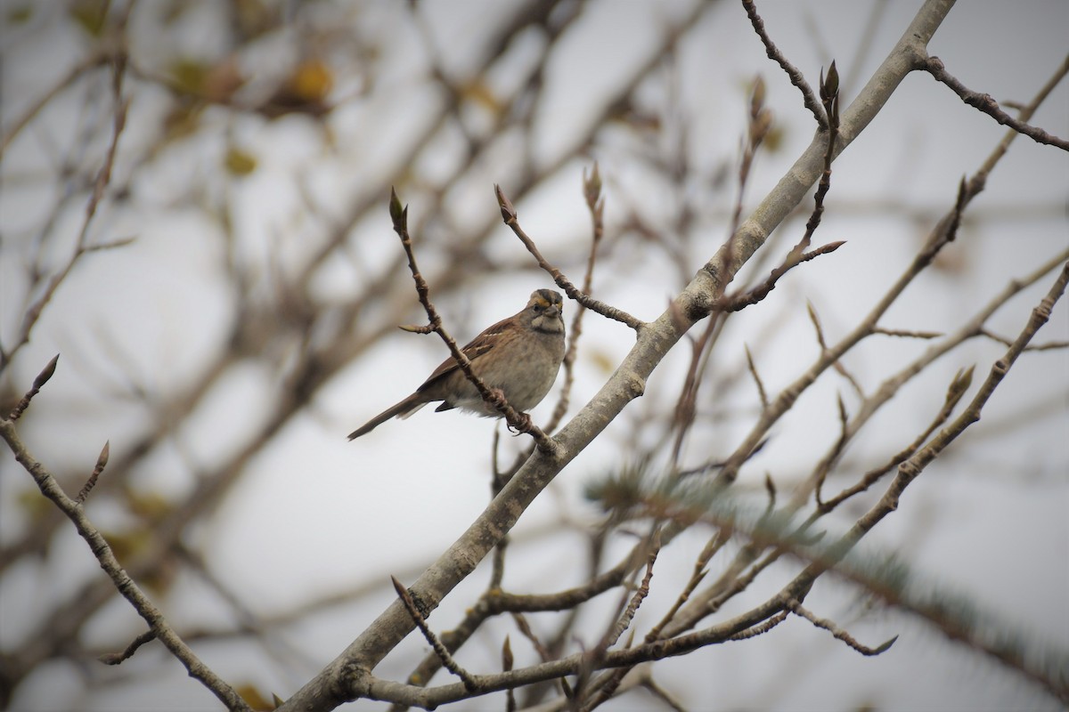 White-throated Sparrow - Kelly Kirkpatrick