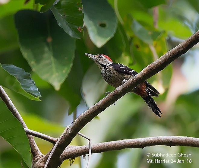 Freckle-breasted Woodpecker - Subhadeep Ghosh