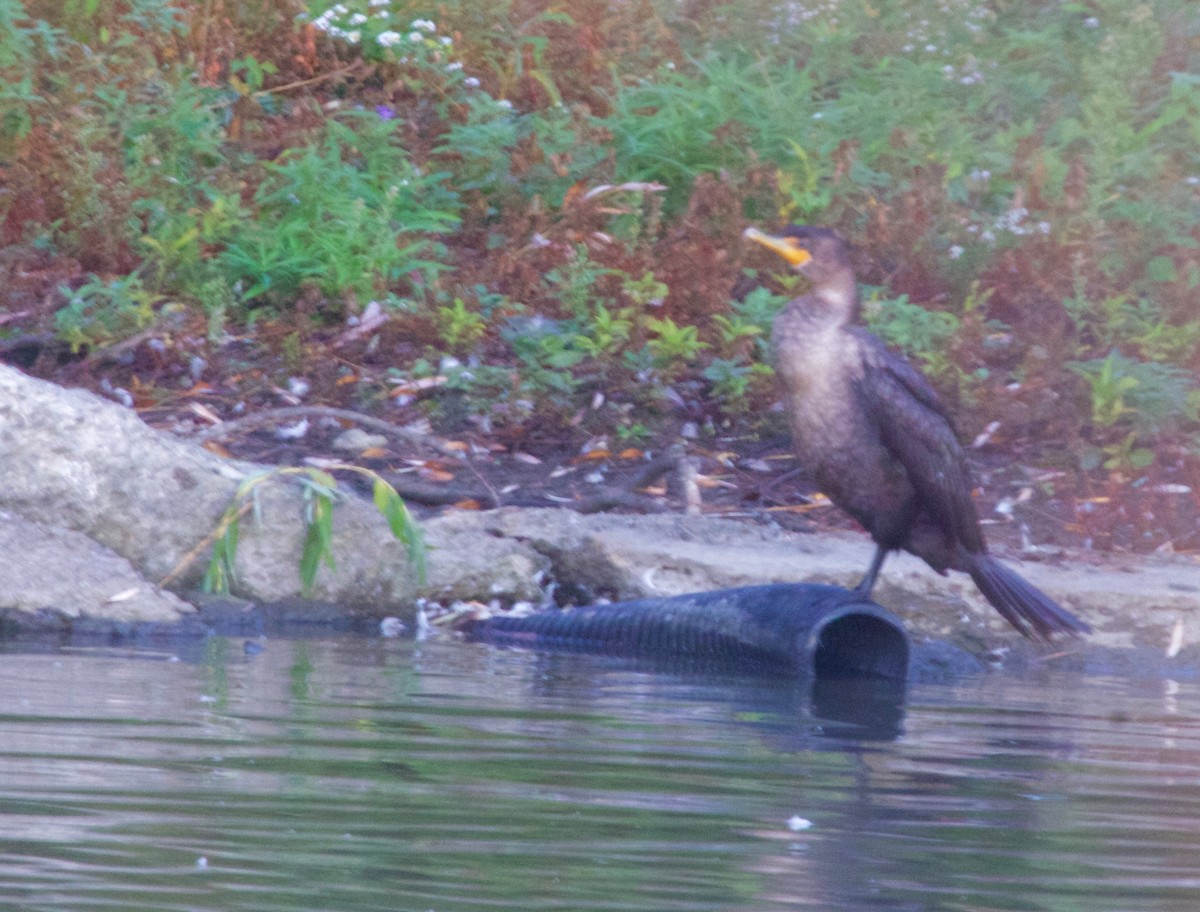 Cormorán Orejudo - ML37780991