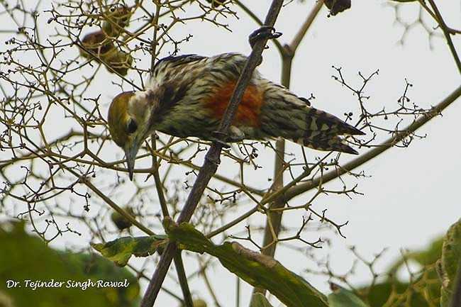 Yellow-crowned Woodpecker - ML377809951