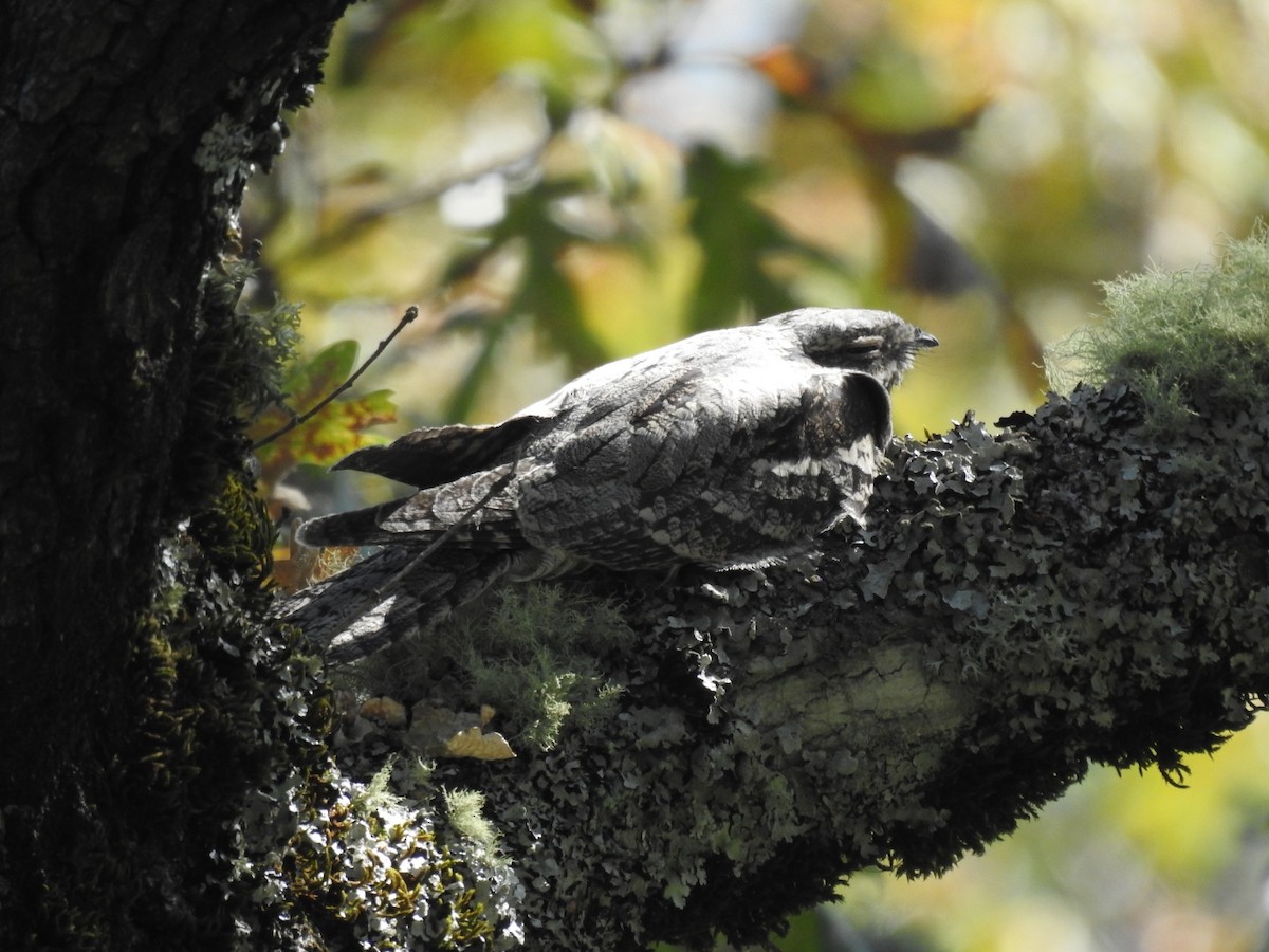 Eurasian Nightjar - ML377810101