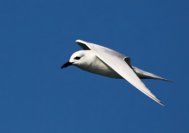 Gull-billed Tern - PARTHA SEN