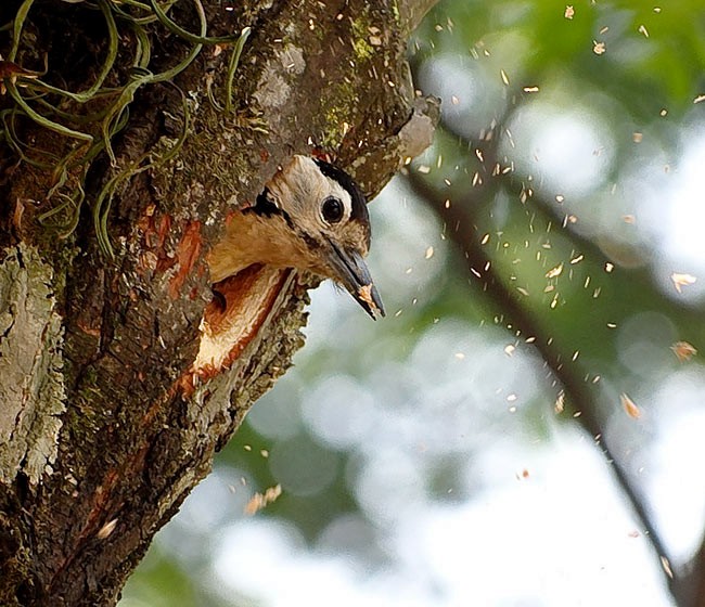 Fulvous-breasted Woodpecker - ML377811961