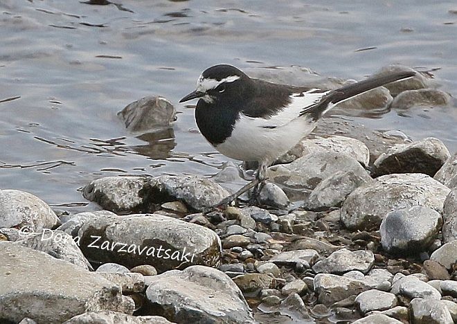 Japanese Wagtail - Dora  Zarzavatsaki