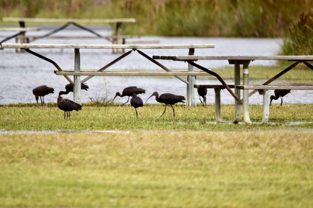 Glossy Ibis - ML377812151