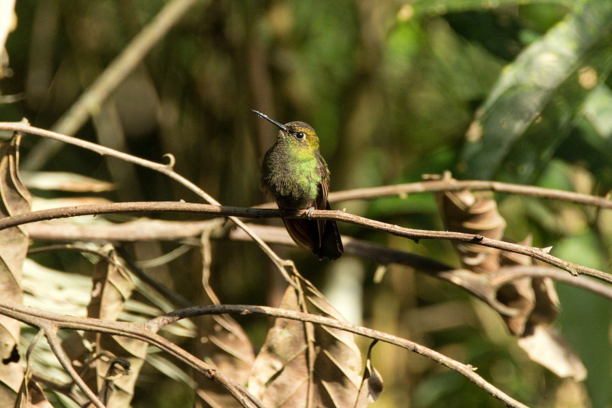 Buff-thighed Puffleg - ML377812611