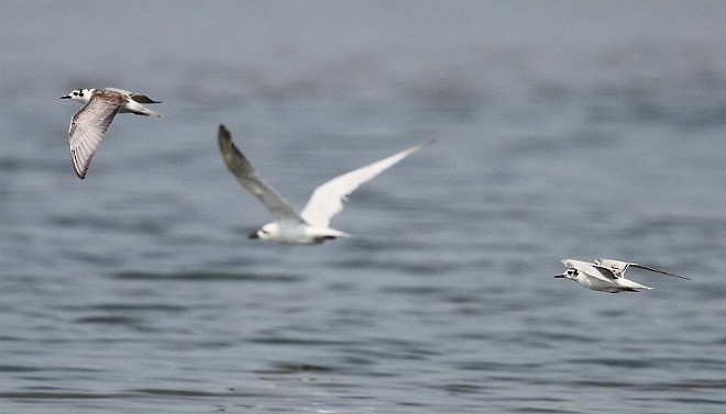 White-winged Tern - ML377813081