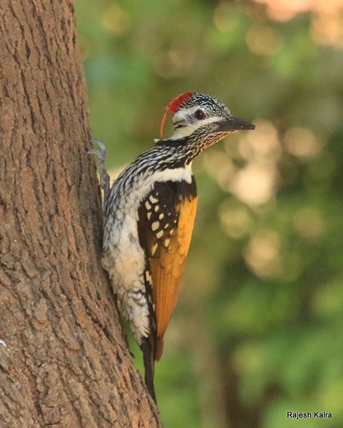 Black-rumped Flameback - ML377814241